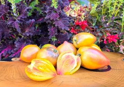 honeyed grace8